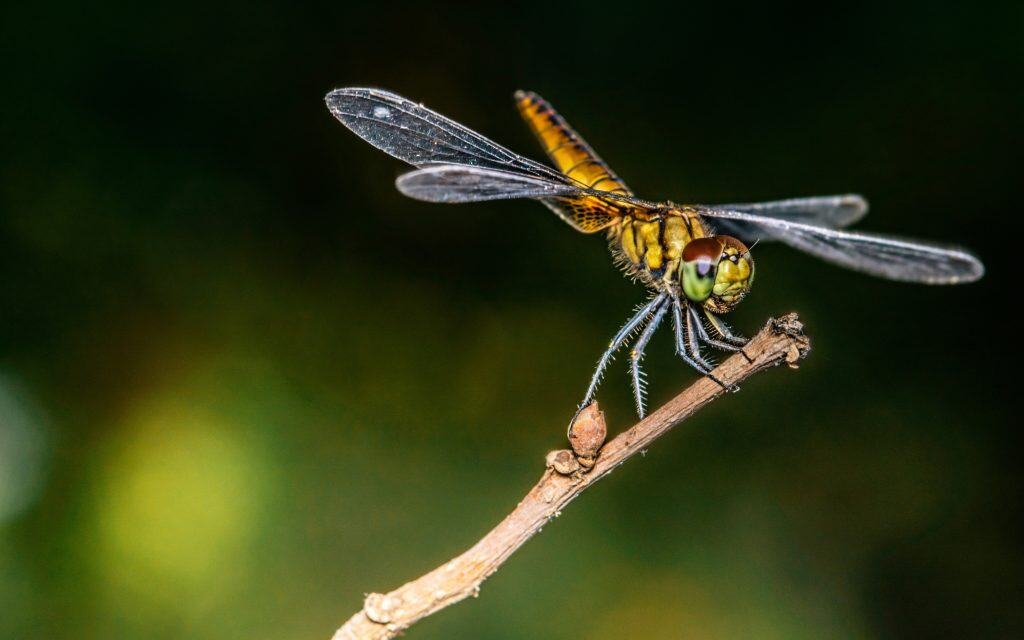 Perda de insetos em ecossistemas remotos acende alerta ambiental Um estudo da Universidade da Carolina do Norte em Chapel Hill revela que as populações de insetos estão diminuindo rapidamente, mesmo em ecossistemas relativamente intocados, levantando alertas sobre a saúde dos ecossistemas que dependem deles. Perda de insetos em ecossistemas remotos acende alerta ambiental