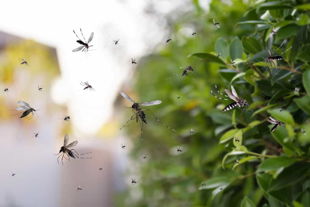 Perda de insetos em ecossistemas remotos acende alerta ambiental Um estudo da Universidade da Carolina do Norte em Chapel Hill revela que as populações de insetos estão diminuindo rapidamente, mesmo em ecossistemas relativamente intocados, levantando alertas sobre a saúde dos ecossistemas que dependem deles. insetos