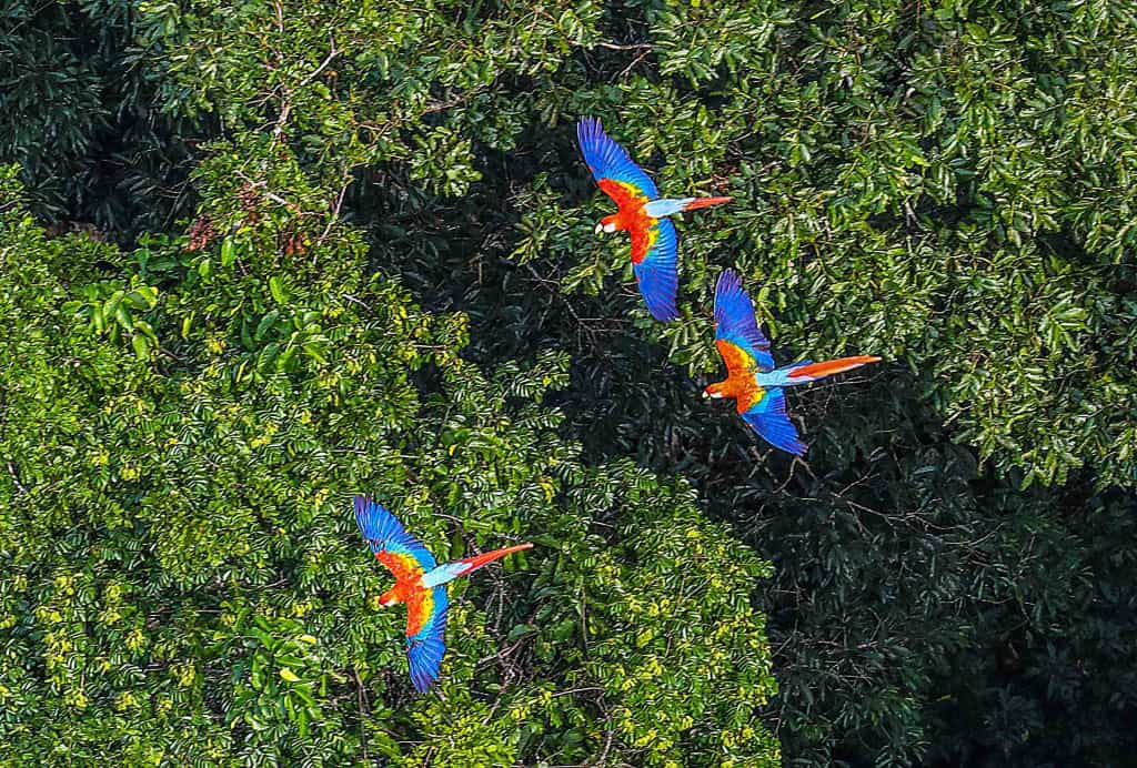 Visão aérea da floresta amazônica brasileira