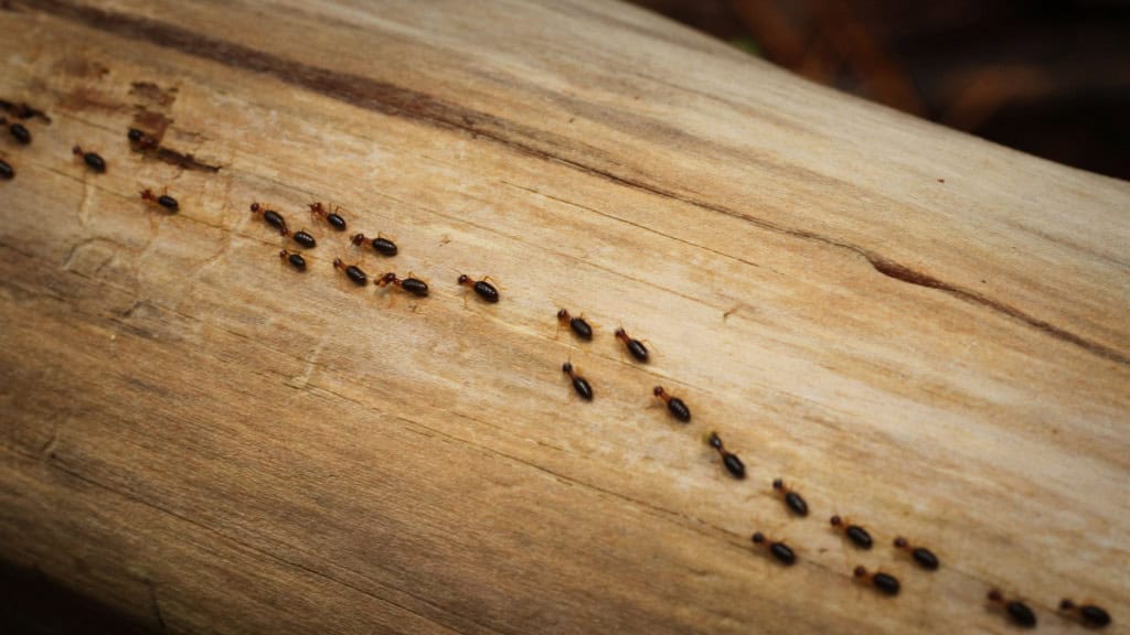 Como as formigas se comunicam? Entenda o complexo sistema social desses insetos