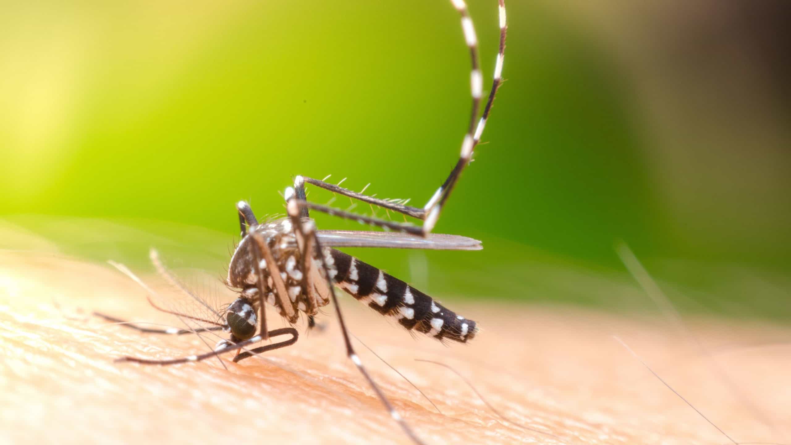 Tecnologia anti-dengue: mosquitos com bactéria Wolbachia reduzem casos