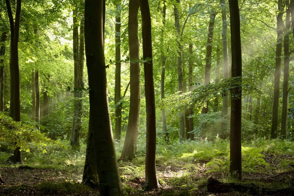 Árvores em uma floresta