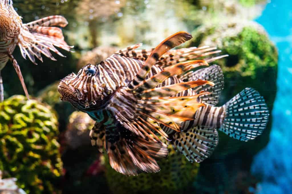 Os peixes sentem sede? A ciência explica como eles bebem água Por sermos mamíferos e vivermos longe dos rios e mares, constantemente sentimos sede. Mas e os animais que vivem na água, será que os peixes sentem sede também? A resposta curta é: sim. Peixe-leão (Pterois)
