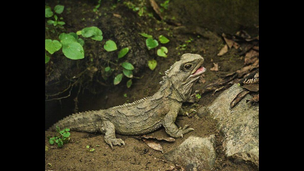 Crânio de milhões de anos muda história da evolução dos répteis Um fóssil minúsculo encontrado em uma praia de Devon, no Reino Unido, acaba de mudar reescrever a evolução dos répteis. Esse crânio de apenas 1,5 cm, datado de 242 milhões de anos, pertence ao mais antigo ancestral conhecido dos lagartos, cobras e do tuatara, um réptil endêmico da Nova Zelândia que sobrevive até hoje, segundo informações do portal New Atlas. Tuatara
