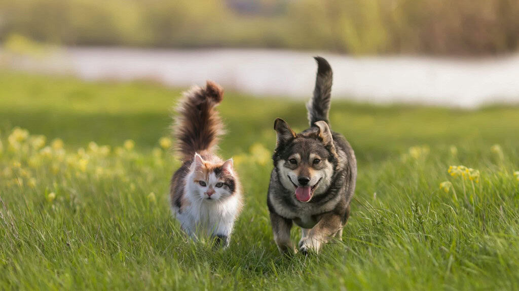 Cão e gato caminhando em um gramado