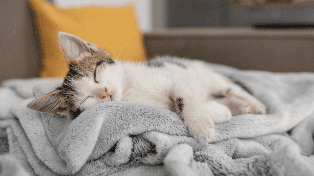 gato filhote dormindo abraçado em uma coberta