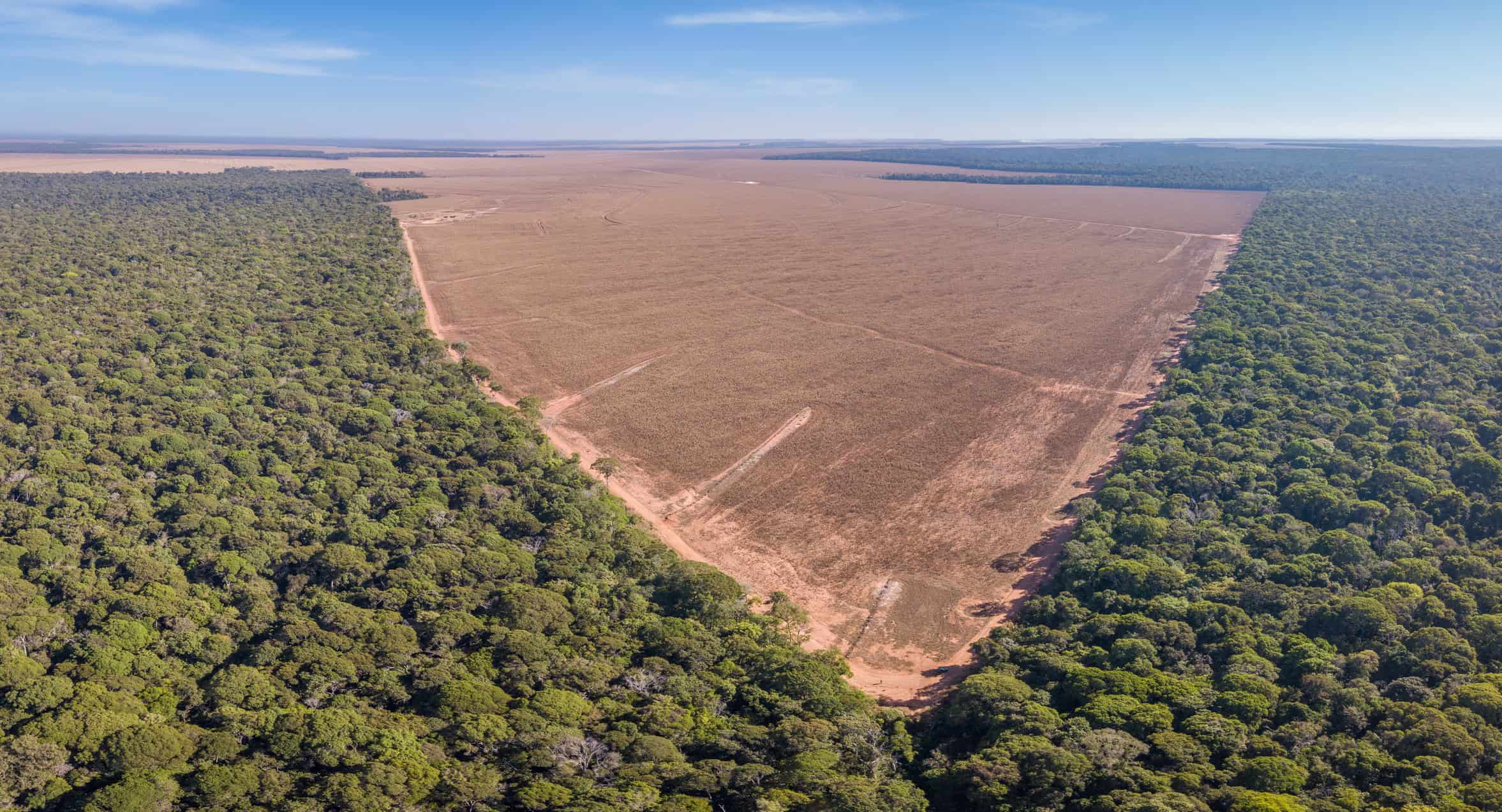 Amazônia: mapeamento feito por IA ajudará a combater desmatamento
