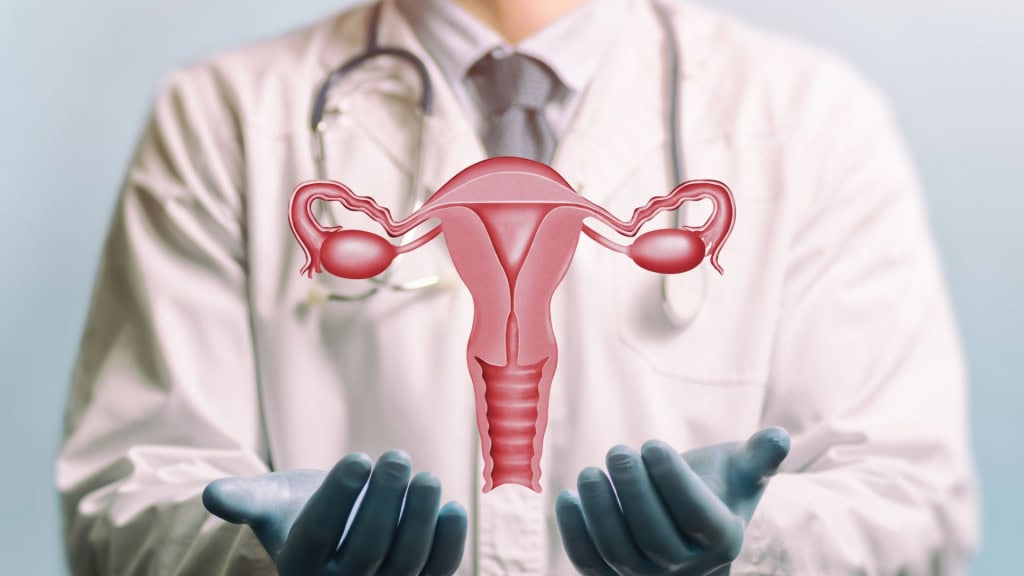 Uma mulher trans pode engravidar após um transplante de útero? Em uma entrevista recente, a influenciadora Maya Massafera revelou o desejo de se tornar mãe, mencionando a possibilidade de implantar um útero. Com isso, Maya, que já fez inúmeras cirurgias desde sua transição, acabou abordando um ponto desafiador para a medicina. Afinal, uma mulher trans pode realizar o transplante de útero? Imagem de um médico de jaleco branco e modelo do sistema reprodutivo das mulheres acima de suas mãos. Conceito de um sistema reprodutor feminino saudável