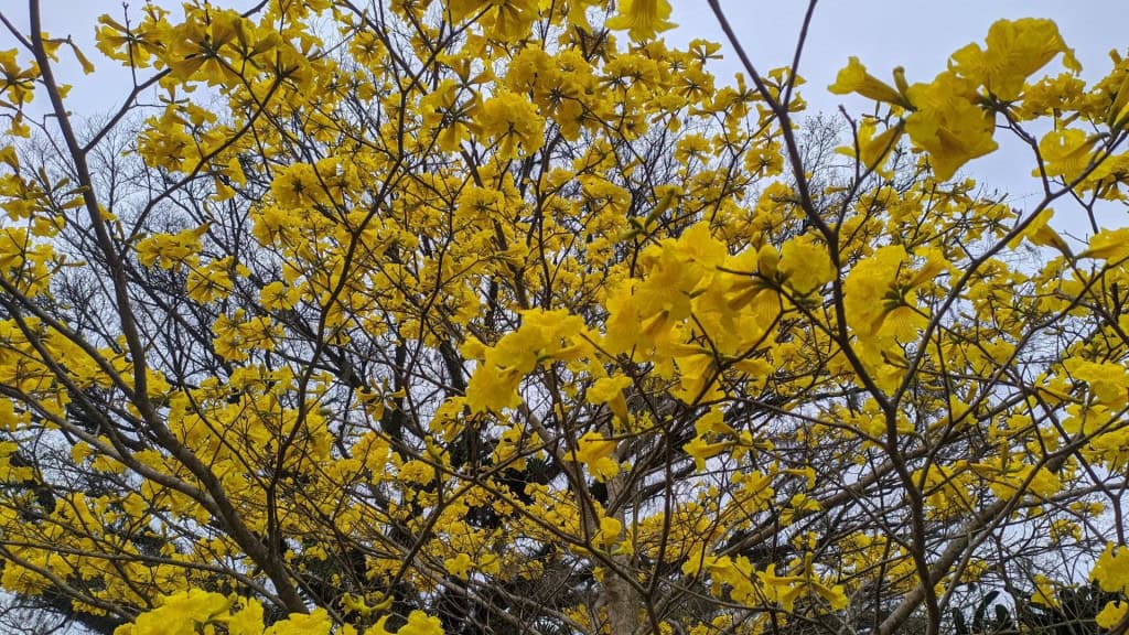 5 curiosidades sobre os Ipês-Amarelos na primavera Com mais de 100 espécies registradas, os ipês, principalmente, os amarelos, são os protagonistas ao final do inverno até a primavera. Aliás, nessa época eles deixam os cenários ainda mais exuberantes com paisagens de tirar o fôlego. Sobretudo, basta um ipê-amarelo em uma rua comum para tornar o dia ainda mais bonito. Trompete dourado, também conhecido como Ipe Amarelo, isolado em um campo de cana-de-açúcar colhido em uma manhã ensolarada com céu azul. Árvore de Tabebuia Alba, também conhecida como Handroanthus albus, isolada no campo com céu azul