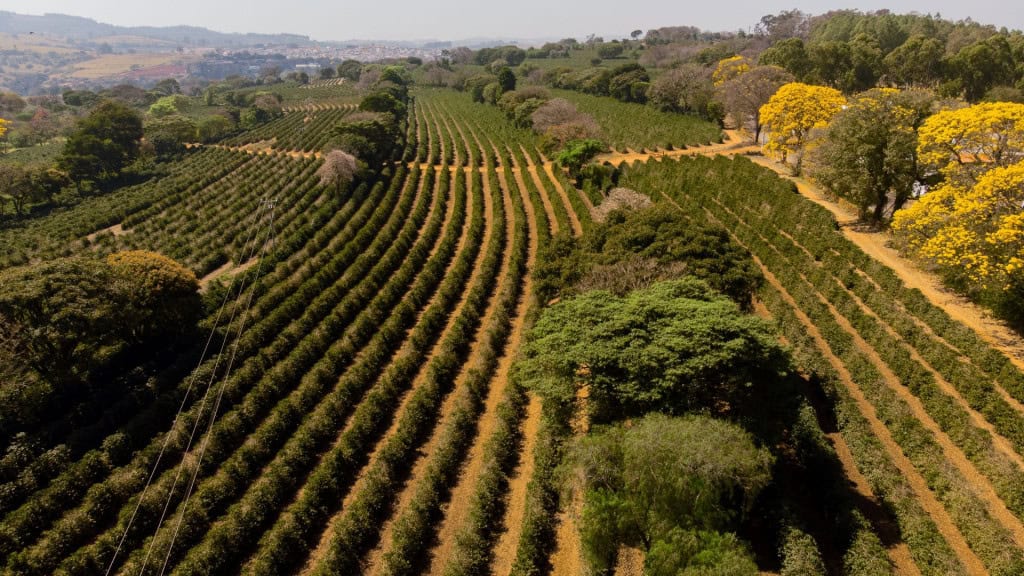 5 curiosidades sobre os Ipês-Amarelos na primavera Com mais de 100 espécies registradas, os ipês, principalmente, os amarelos, são os protagonistas ao final do inverno até a primavera. Aliás, nessa época eles deixam os cenários ainda mais exuberantes com paisagens de tirar o fôlego. Sobretudo, basta um ipê-amarelo em uma rua comum para tornar o dia ainda mais bonito. Cafeeiro com cerrado, ipê amarelo
