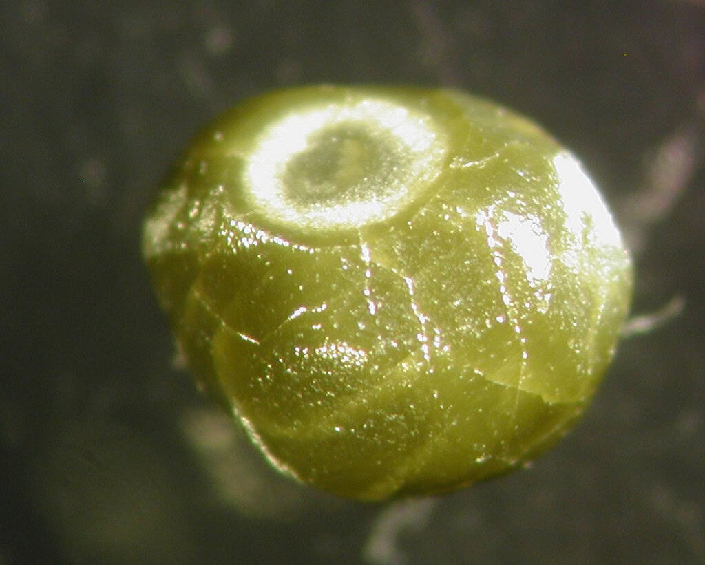 Diamantes revelam química oculta nas profundezas da Terra Dois diamantes extraídos de uma mina na África do Sul forneceram um retrato inédito da composição interna da Terra. O estudo, conduzido por pesquisadores da Universidade Hebraica de Jerusalém, encontrou os primeiros indícios diretos de ligas metálicas de níquel-ferro e de carbonatos ricos em níquel presentes no manto terrestre, em profundidades que variam entre 280 e 470 quilômetros. Diamantes revelam química oculta nas profundezas da Terra