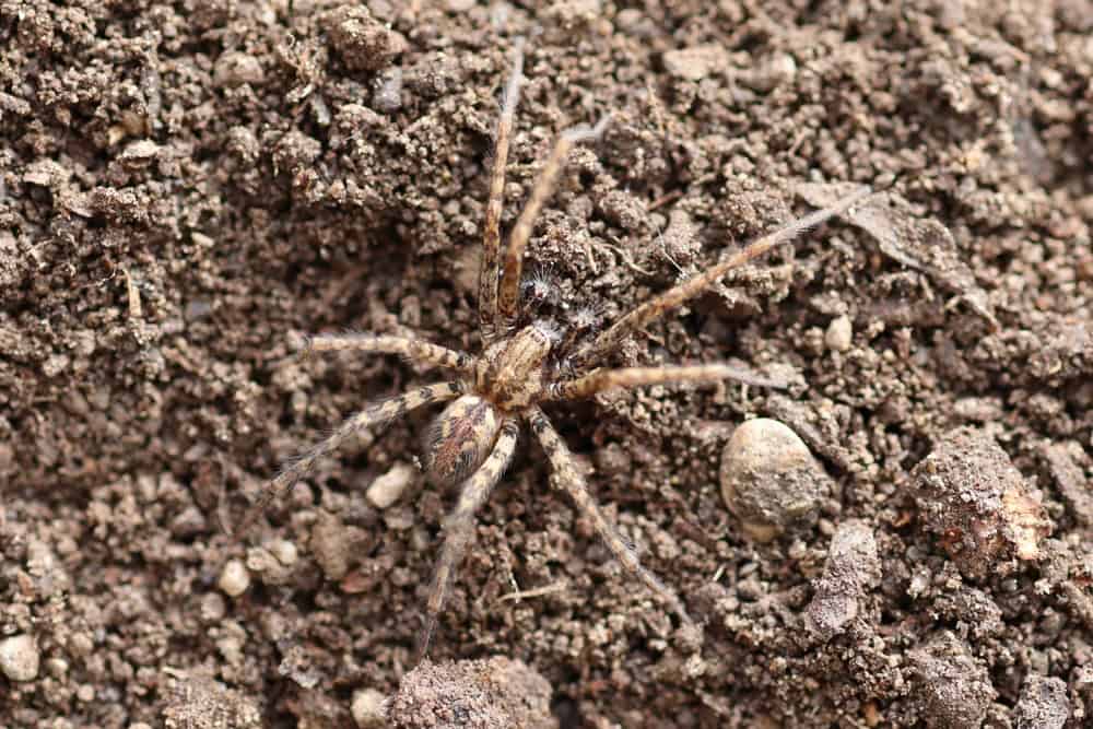 A cor de um animal pode determinar sua sobrevivência – entenda Sumir ou se destacar? Na natureza, a escolha entre se camuflar ou exibir cores chamativas pode definir a sobrevivência de uma espécie. Para avaliar a eficácia dessas duas estratégias, a camuflagem e a coloração de alerta, pesquisadores realizaram um estudo comparativo. Os resultados foram publicados na revista científica Science na última quinta-feira (25). A cor de um animal pode determinar sua sobrevivência – entenda