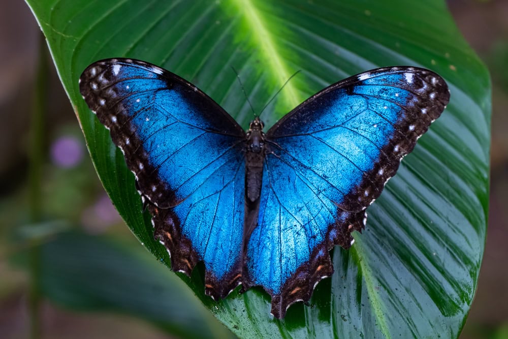A cor de um animal pode determinar sua sobrevivência – entenda Sumir ou se destacar? Na natureza, a escolha entre se camuflar ou exibir cores chamativas pode definir a sobrevivência de uma espécie. Para avaliar a eficácia dessas duas estratégias, a camuflagem e a coloração de alerta, pesquisadores realizaram um estudo comparativo. Os resultados foram publicados na revista científica Science na última quinta-feira (25). A cor de um animal pode determinar sua sobrevivência – entenda