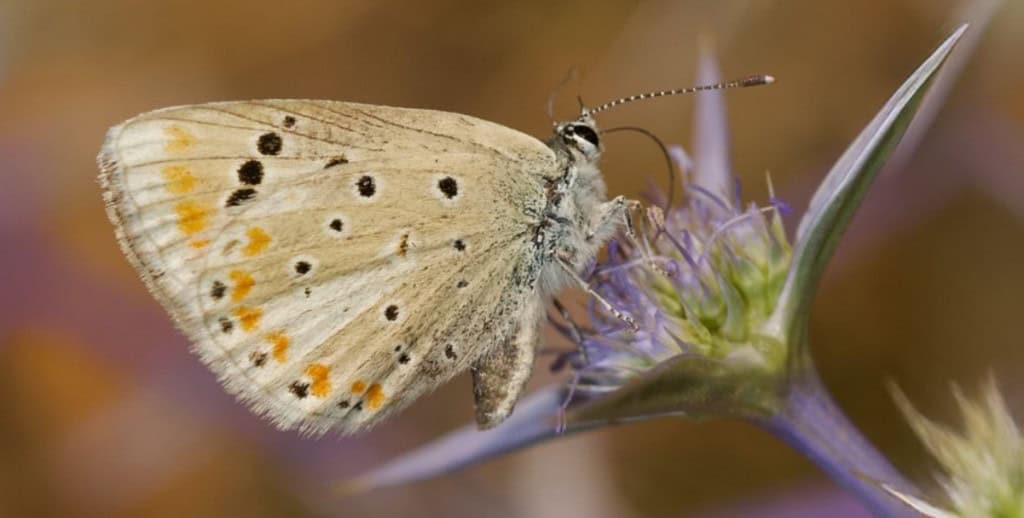 Qual animal tem o maior número de cromossomos na natureza? Nas aulas de Biologia, aprendemos que o ser humano possui 23 pares de cromossomos. Desses 46 totais, 44 são responsáveis por nossas características gerais e apenas 2 respondem pelas características sexuais (que são os cromossomos XX para mulheres e XY para os homens). Qual animal tem o maior número de cromossomos na natureza?