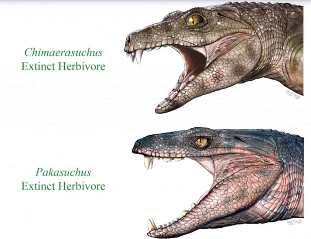 Crocodilos vegetarianos? Eles teriam existido, segundo estudo Crocodilos e jacarés estão entre os animais mais assustadores do planeta. Predadores natos, eles possuem uma das mordidas mais poderosas da natureza. Crocodilos vegetarianos? Eles teriam existido, segundo estudo