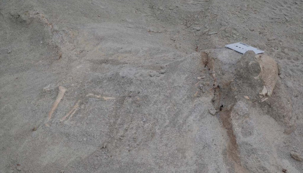 dinossauro Zavacephale