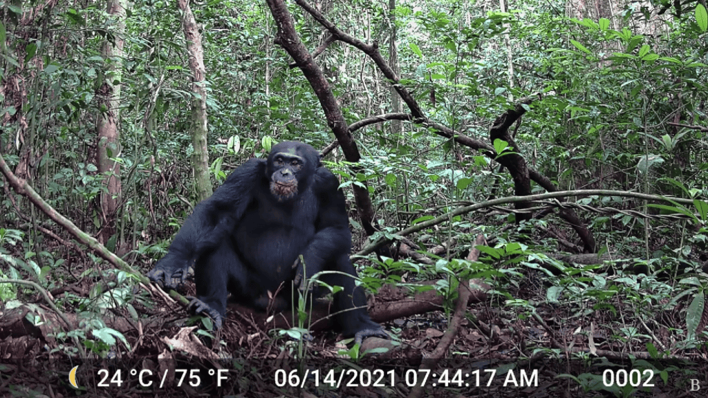 Chimpanzés ingerem álcool equivalente a 1 lata de cerveja por dia Em 2014, a publicação do livro “O Macaco Bêbado: Por que Bebemos e Abusamos do Álcool” dividiu a comunidade científica. É que o autor da obra, Robert Dudley, sugeriu que o apetite humano por álcool era herdado de nossos ancestrais primatas através do consumo de frutas ou néctar fermentados, uma tese contestada por muitos estudiosos da área. chimpanzés alcool