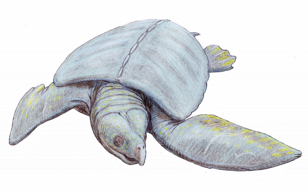 A maior tartaruga da história tinha mais de 4 metros de comprimento Na Terra selvagem do período Cretáceo, animais gigantes habitavam um planeta quente e vulcânico. Nos mares, viviam feras colossais, como o Mosassauro, um predador de dentes afiados que chegava a 17 metros de comprimento, e o Elasmossauro, com 10 metros, sendo 7 deles só de pescoço. A maior tartaruga da história tinha mais de 4 metros de comprimento
