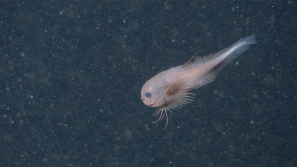 Novas espécies de peixe-caracol são descobertas no fundo do mar; veja O fundo do mar guarda infinitas descobertas a serem feitas pelos humanos. A mais nova delas é uma espécie até então desconhecida pela ciência: peixe-caracol-de-bico-grosso (Careproctus colliculi). O animal foi captado por uma avançada tecnologia subaquática do Instituto de Pesquisa do Aquário da Baía de Monterey (MBARI, na sigla em inglês). peixe-caracol