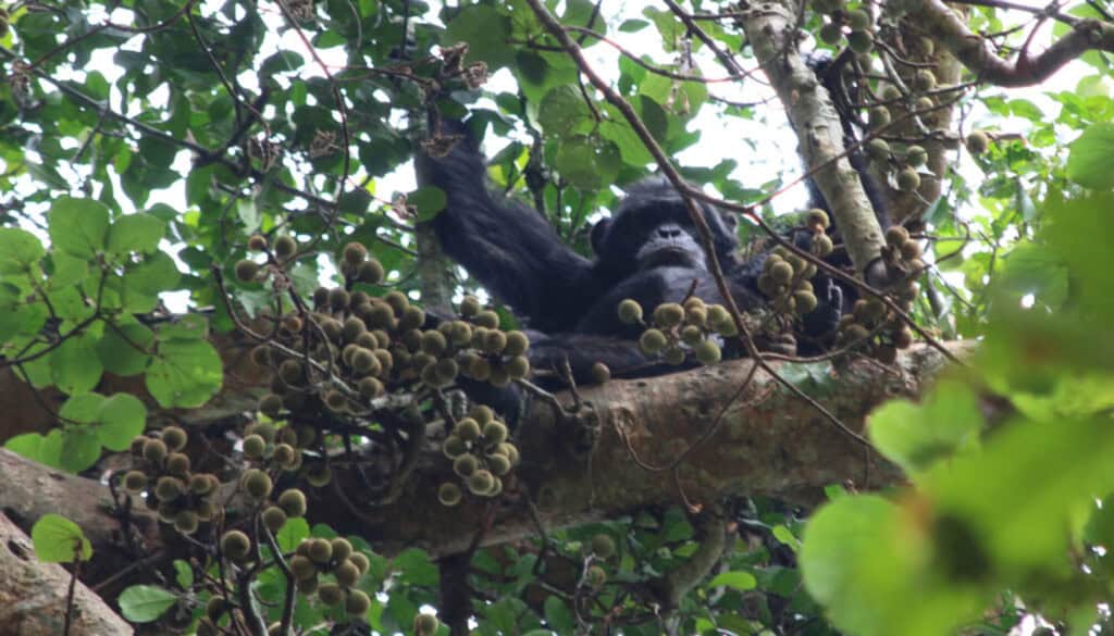Chimpanzés ingerem álcool equivalente a 1 lata de cerveja por dia Em 2014, a publicação do livro “O Macaco Bêbado: Por que Bebemos e Abusamos do Álcool” dividiu a comunidade científica. É que o autor da obra, Robert Dudley, sugeriu que o apetite humano por álcool era herdado de nossos ancestrais primatas através do consumo de frutas ou néctar fermentados, uma tese contestada por muitos estudiosos da área. chimpanzés alcool
