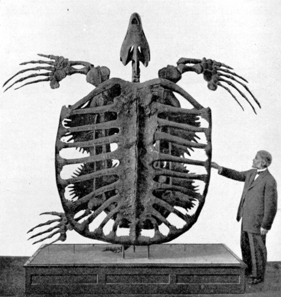 A maior tartaruga da história tinha mais de 4 metros de comprimento Na Terra selvagem do período Cretáceo, animais gigantes habitavam um planeta quente e vulcânico. Nos mares, viviam feras colossais, como o Mosassauro, um predador de dentes afiados que chegava a 17 metros de comprimento, e o Elasmossauro, com 10 metros, sendo 7 deles só de pescoço. A maior tartaruga da história tinha mais de 4 metros de comprimento