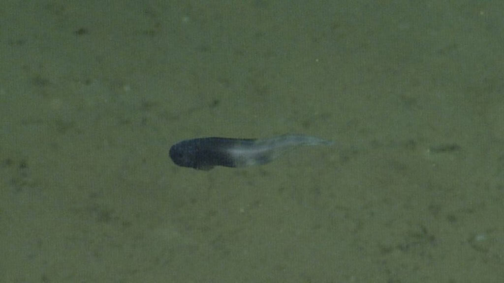peixe-caracol