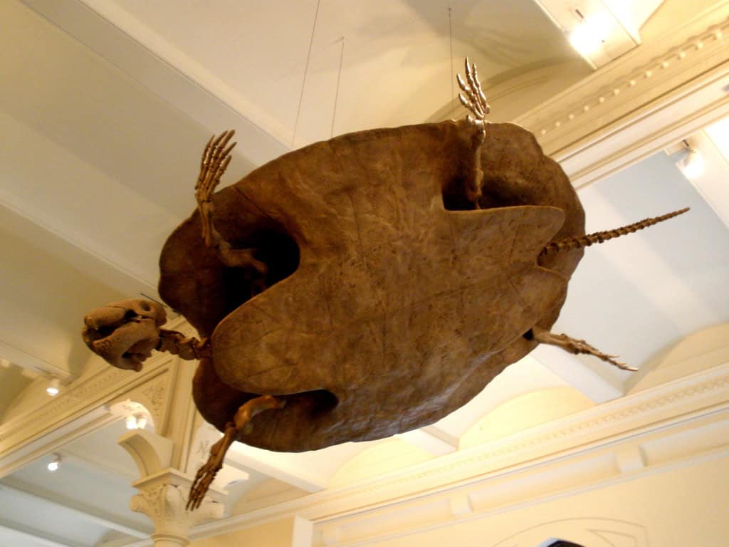 A maior tartaruga da história tinha mais de 4 metros de comprimento Na Terra selvagem do período Cretáceo, animais gigantes habitavam um planeta quente e vulcânico. Nos mares, viviam feras colossais, como o Mosassauro, um predador de dentes afiados que chegava a 17 metros de comprimento, e o Elasmossauro, com 10 metros, sendo 7 deles só de pescoço. A maior tartaruga da história tinha mais de 4 metros de comprimento