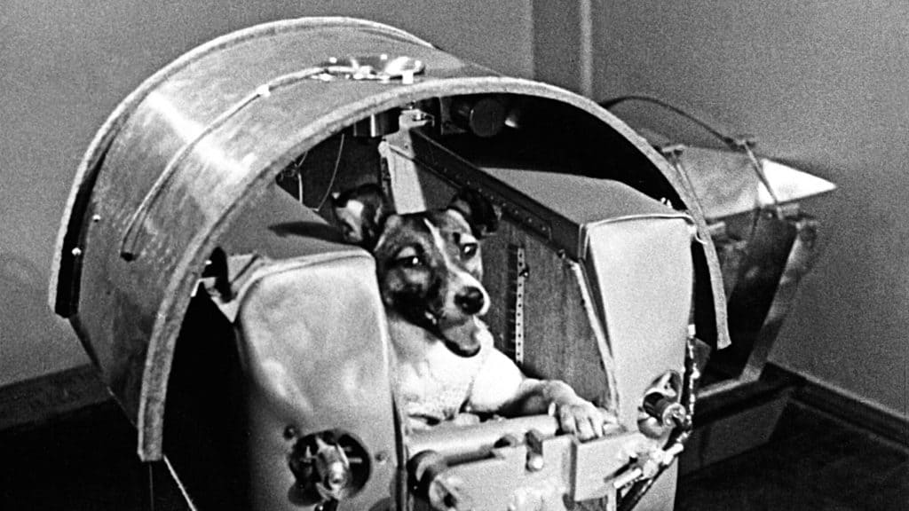 Cachorra Laika