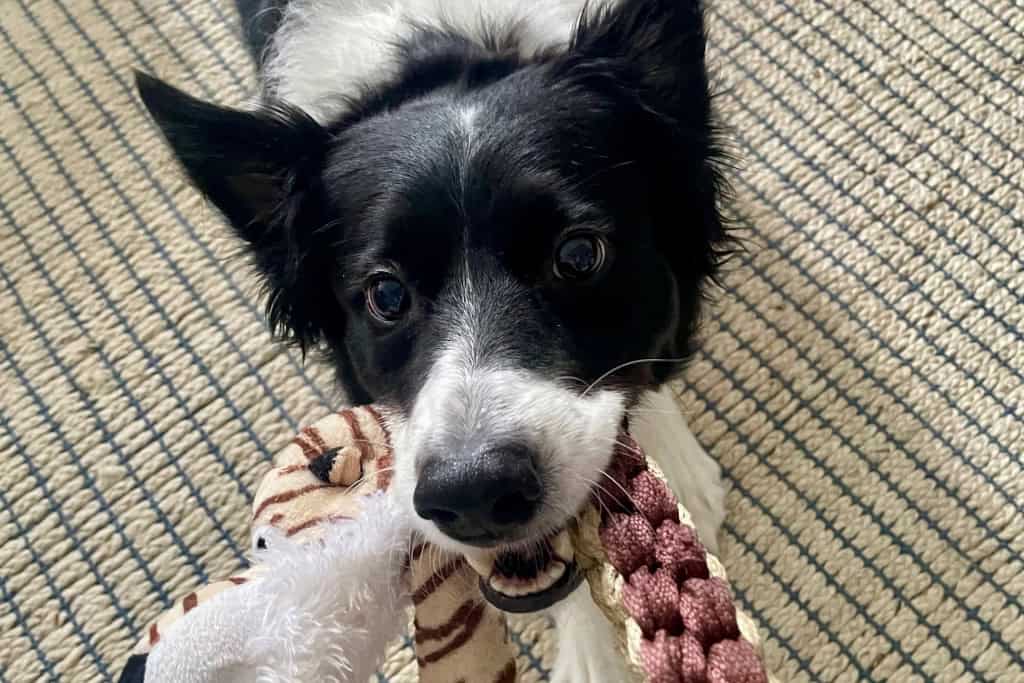 Cães superdotados entendem o uso de objetos, não só aparência Se você sempre acreditou que seu cachorro é inteligente, mas ninguém levava isso a sério, agora tem um argumento: um estudo mostrou que cães conseguem relacionar palavras a objetos e até entendem que certas palavras se referem à função de um objeto, e não apenas à sua aparência. Cães superdotados entendem o uso de objetos, não só aparência