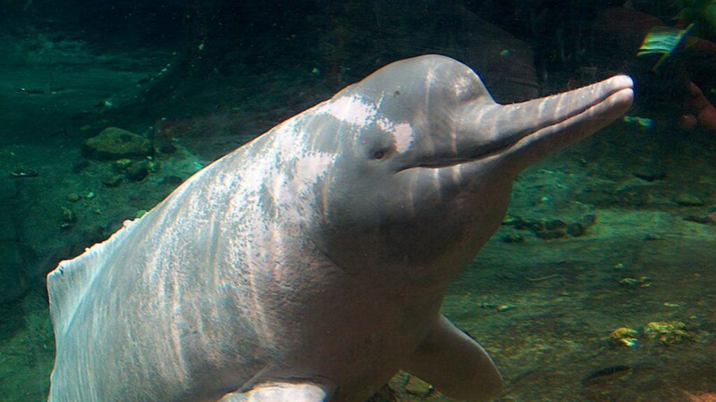 Lagos da Amazônia ultrapassam 40 °C e provocam morte em massa de botos Em 2023, uma seca severa transformou lagos da Amazônia em verdadeiras caldeiras naturais, com temperaturas superiores às de uma banheira quente. O lago Tefé, no Amazonas, chegou a registrar 41 °C, um cenário que resultou na morte de mais de 200 botos e milhares de peixes, evidenciando os impactos diretos das mudanças climáticas sobre os ecossistemas aquáticos da região. Boto-cor-de-rosa