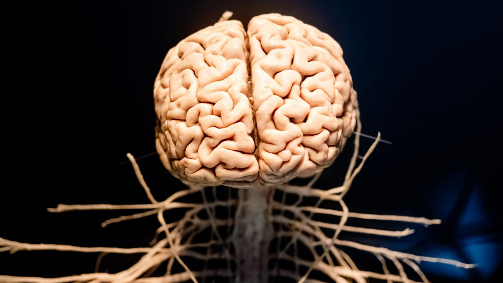 Representação de um cérebro humano e nervos saindo dele e descendo