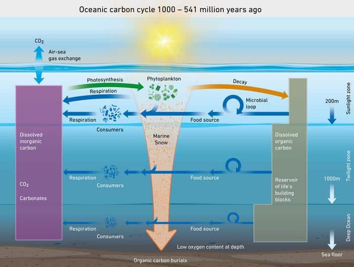 Testemunhas minúsculas dos oceanos revelam novos dados sobre história da Terra Pesquisadores da ETH Zurich conseguiram medir, pela primeira vez, como a quantidade de carbono orgânico dissolvido nos oceanos variou ao longo do tempo geológico. Os resultados, publicados na revista Nature, desafiam explicações tradicionais sobre a origem das eras glaciais e do surgimento de formas de vida complexas, lançando nova luz sobre a evolução da Terra. Arte mostrando como era o ciclo do carbono no oceano no passado