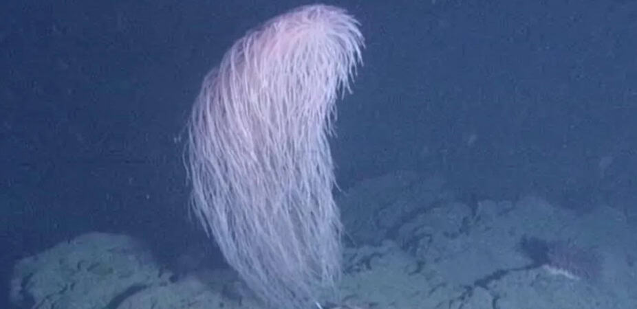 Coral Chewbacca é descoberto em águas profundas do Havaí Apesar de todos os impressionantes avanços científicos das últimas décadas, ainda sabemos muito pouco sobre o que existe no fundo do mar. Mas, uma coisa é certa: as zonas abissais abrigam animais bizarros, muitos deles ainda esperando para serem revelados – e cada nova descoberta consegue ser mais surpreendente que a outra. Coral Chewbacca é descoberto em águas profundas do Havaí
