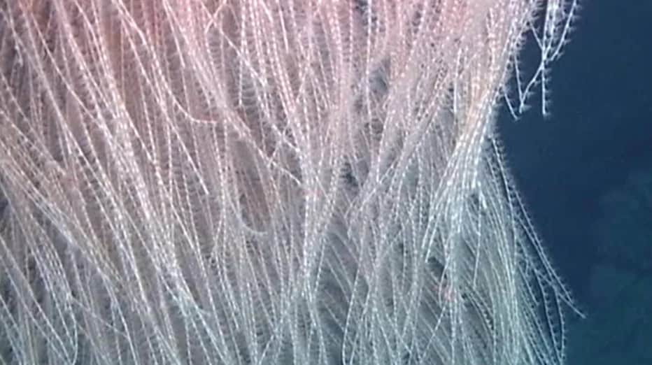 Coral Chewbacca é descoberto em águas profundas do Havaí Apesar de todos os impressionantes avanços científicos das últimas décadas, ainda sabemos muito pouco sobre o que existe no fundo do mar. Mas, uma coisa é certa: as zonas abissais abrigam animais bizarros, muitos deles ainda esperando para serem revelados – e cada nova descoberta consegue ser mais surpreendente que a outra. Coral Chewbacca é descoberto em águas profundas do Havaí