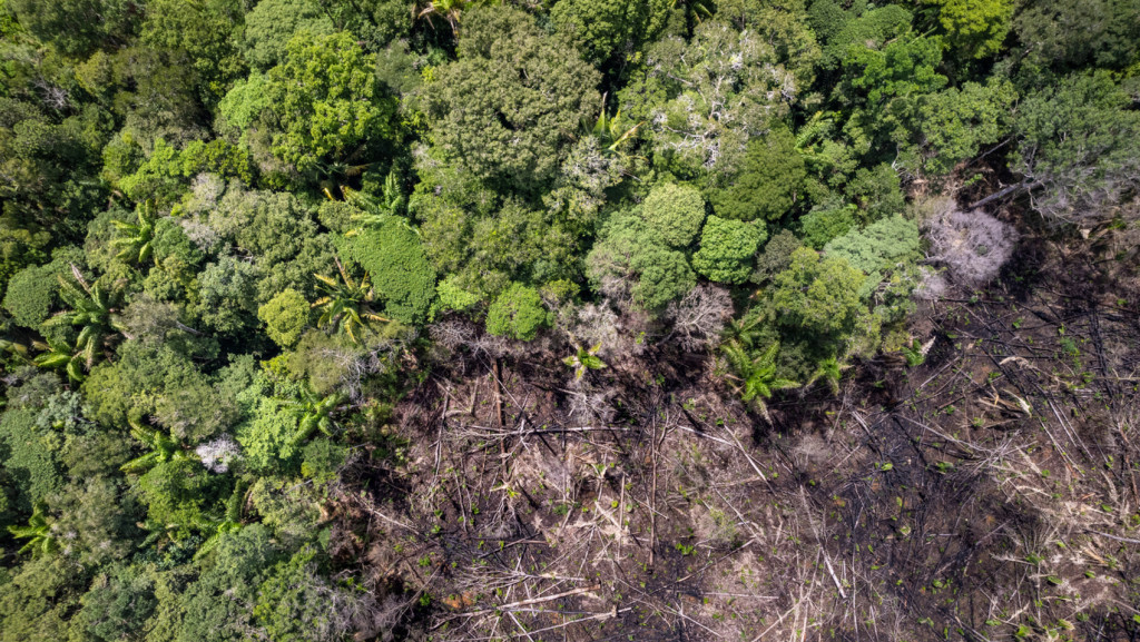 Estudo mostra que o desmatamento ameaça a sustentabilidade da floresta amazônica