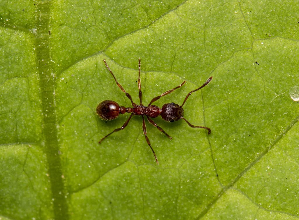 Cientistas descobrem formigas que criam clones de espécies diferentes Um estudo recente, publicado na revista Nature, revelou um comportamento reprodutivo inédito no reino animal: formigas capazes de produzir clones de outra espécie. A descoberta foi feita por pesquisadores da Universidade de Montpellier, que observaram um fenômeno batizado de “xenoparidade”, no qual rainhas de formigas da espécie Messor ibericus utilizam o material genético de machos de uma espécie completamente diferente, a Messor structor, para gerar parte de sua prole. formigas