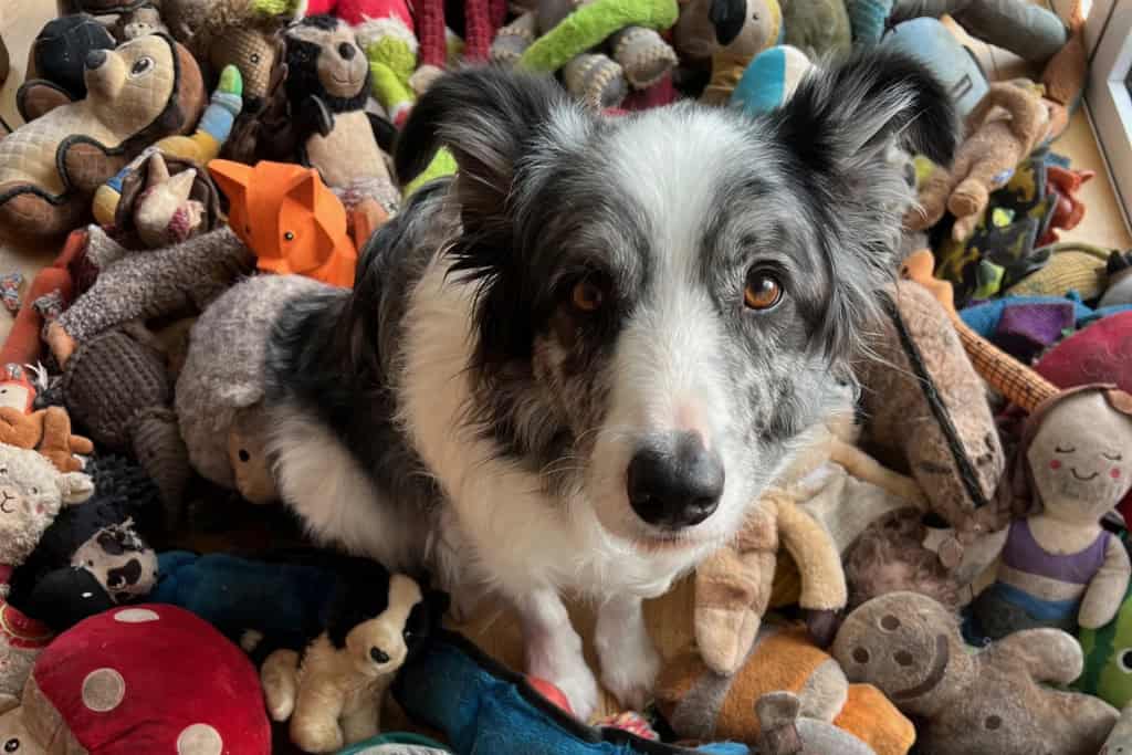 Cães superdotados entendem o uso de objetos, não só aparência Se você sempre acreditou que seu cachorro é inteligente, mas ninguém levava isso a sério, agora tem um argumento: um estudo mostrou que cães conseguem relacionar palavras a objetos e até entendem que certas palavras se referem à função de um objeto, e não apenas à sua aparência. Cães superdotados entendem o uso de objetos, não só aparência