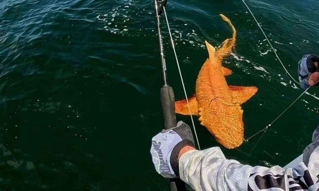 Tubarão laranja inédito é encontrado no Caribe; veja Um inédito tubarão-lixa (Ginglymostoma cirratum) laranja foi descoberto em águas caribenhas. Conforme descrito em um estudo da Marine Biodiversity, o animal foi encontrado por pescadores na costa leste da Costa Rica e representa o primeiro caso de xantismo da espécie. Tubarão laranja inédito é encontrado no Caribe; veja
