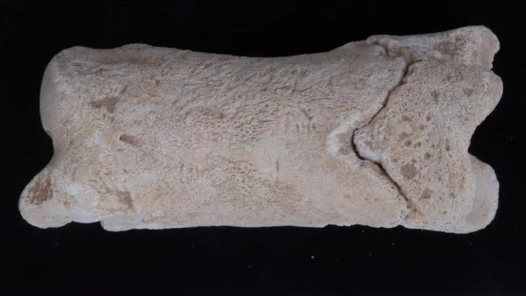 Apito de 3 mil anos é encontrado no Egito; veja! Um apito de 3.300 anos feito com um osso de dedo de vaca foi descoberto em Amarna, no Egito. O artefato foi o primeiro de seu tipo encontrado na região, e, apesar de ter sido localizado por arqueólogos em 2008, o apito só foi analisado recentemente. Os resultados foram publicados em um estudo no International Journal of Osteoarchaeology. Apito de 3 mil anos é encontrado no Egito; veja!