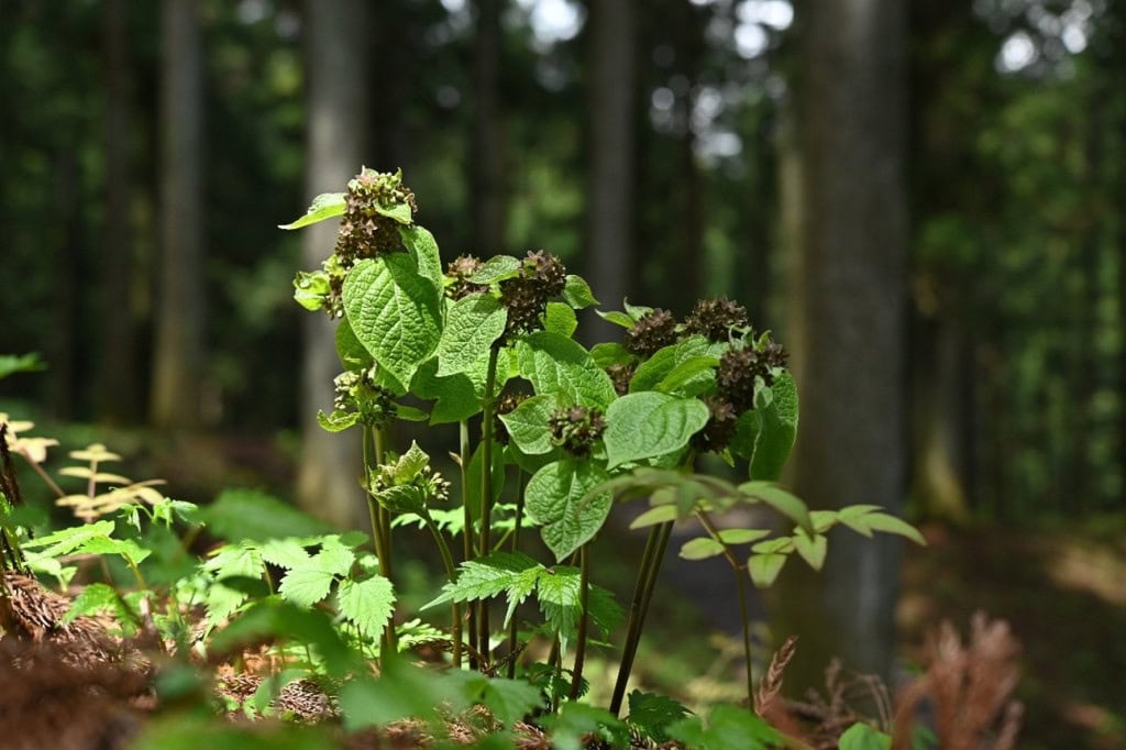 A planta que “imita” formigas para ser polinizada Uma espécie de planta chamou a atenção de cientistas por uma habilidade inédita: “imitar” formigas para atrair polinizadores. Em um estudo publicado na Current Biology, pesquisadores apontam que a Vincetoxicum nakaianum, nativa do Japão, utiliza sinais químicos para simular o odor de formigas feridas. A planta que “imita” formigas para ser polinizada