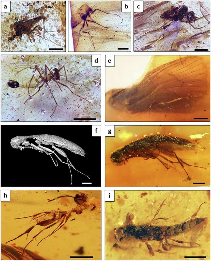 Insetos pré-históricos são encontrados presos em âmbar O maior depósito de âmbar do Cretáceo já encontrado na América do Sul revelou como era a vida em uma floresta úmida há 112 milhões de anos no atual território do Equador. No local, pesquisadores encontraram vestígios de insetos pré-históricos e de plantas. Insetos pré-históricos são encontrados presos em âmbar