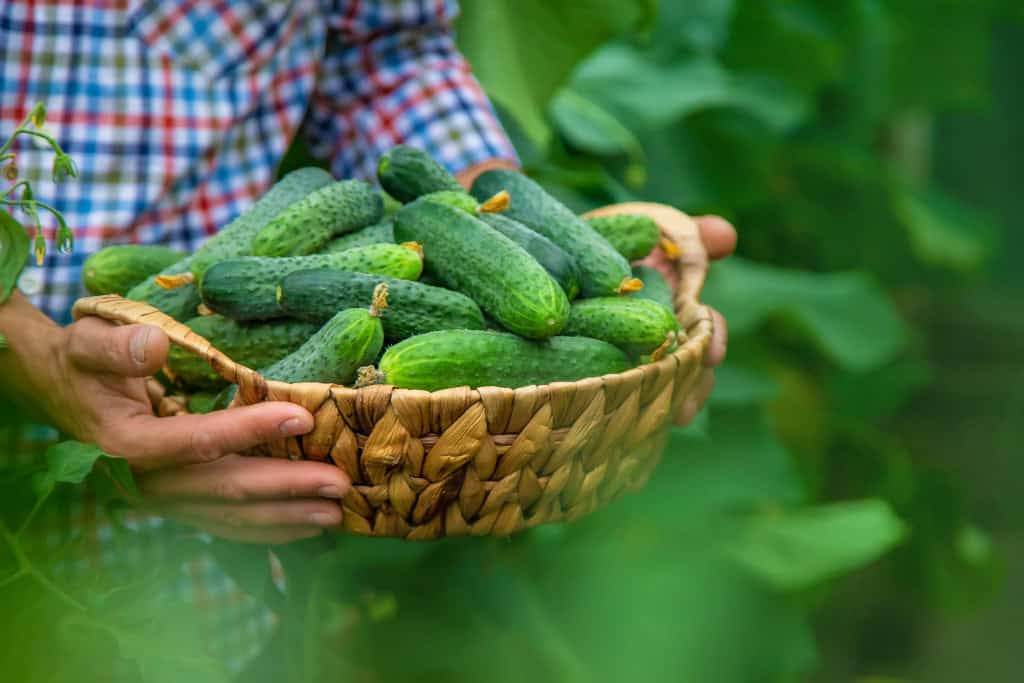Aprendemos errado? Conheça 12 legumes que, na verdade, são frutos Desde cedo, aprendemos a diferenciar frutas e legumes de forma simples, onde as frutas seriam as partes doces consumidas como sobremesa e os legumes, os alimentos presentes em pratos salgados, como saladas, sopas e refogados. Homem colhendo pepino em uma cesta