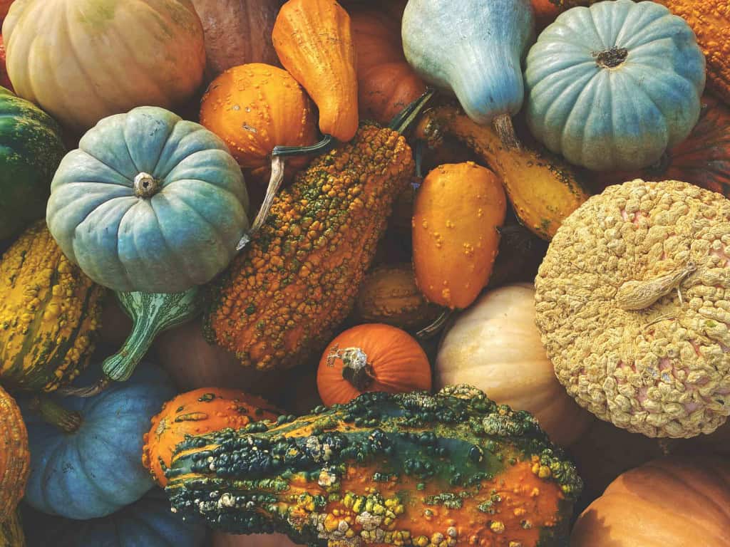 Aprendemos errado? Conheça 12 legumes que, na verdade, são frutos Desde cedo, aprendemos a diferenciar frutas e legumes de forma simples, onde as frutas seriam as partes doces consumidas como sobremesa e os legumes, os alimentos presentes em pratos salgados, como saladas, sopas e refogados. Tipos de abóbora