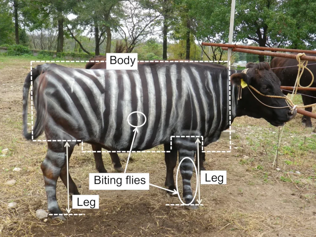 Vaca com listras, parecendo uma zebra