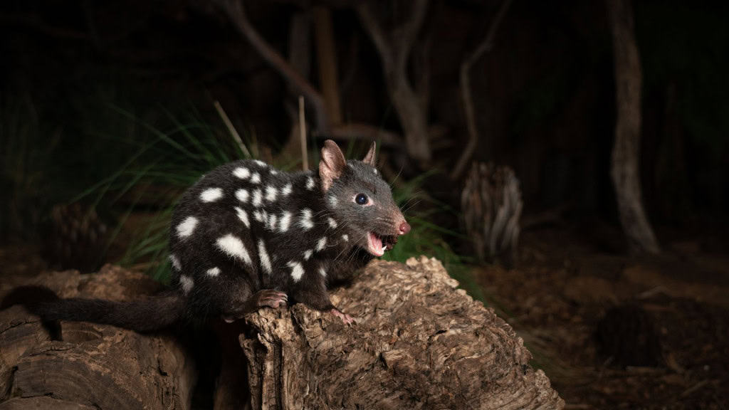 O “primo” do Diabo-da-Tâsmania brilha no escuro e também vive na Austrália Durante uma expedição noturna nas florestas da Tasmânia, o fotógrafo australiano Ben Alldridge fez história ao capturar a primeira imagem conhecida de um mamífero que brilha no escuro em seu habitat natural. Uma foto em close de um quoll-oriental (Dasyurus viverrinus) na Tasmânia, Austrália.