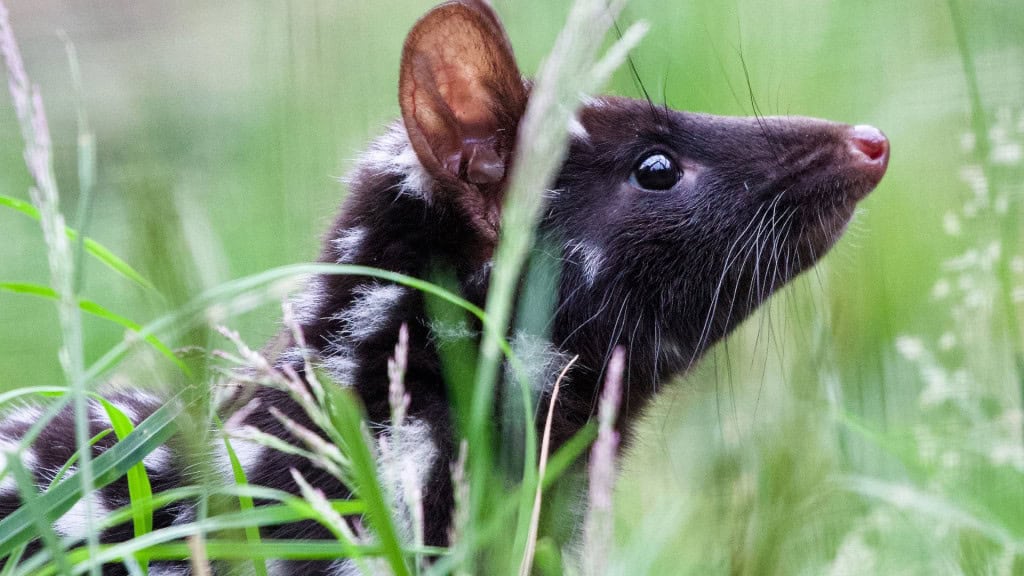quoll da tasmãnia na floresta em meio a vegetação.