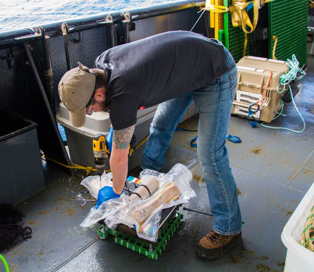 Vermes-zumbi estão sumindo dos oceanos — e isso preocupa cientistas O desaparecimento de uma das criaturas mais estranhas e fascinantes do fundo dos oceanos está deixando os cientistas em alerta. Os chamados “vermes-zumbi”, conhecidos por se alimentarem de ossos de baleia, parecem estar sumindo de regiões onde antes eram abundantes. O fenômeno foi observado em um experimento de longa duração conduzido por pesquisadores do Ocean Networks Canada (ONC) e da Universidade de Victoria, no Canadá. Vermes-zumbi estão sumindo dos oceanos — e isso preocupa cientistas
