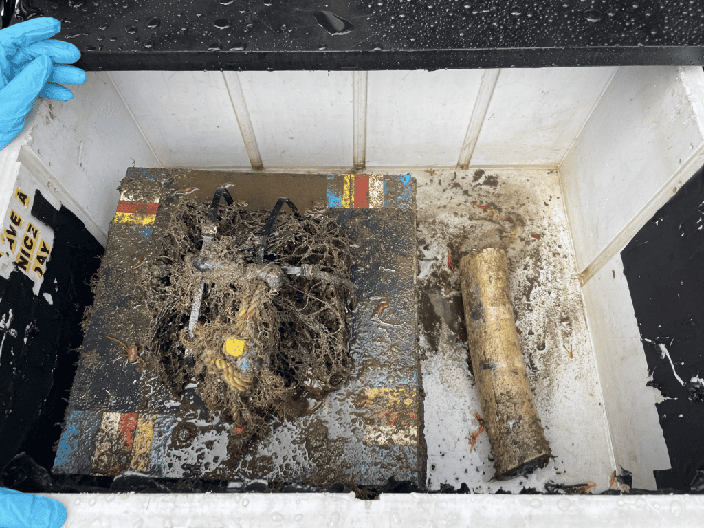 Vermes-zumbi estão sumindo dos oceanos — e isso preocupa cientistas O desaparecimento de uma das criaturas mais estranhas e fascinantes do fundo dos oceanos está deixando os cientistas em alerta. Os chamados “vermes-zumbi”, conhecidos por se alimentarem de ossos de baleia, parecem estar sumindo de regiões onde antes eram abundantes. O fenômeno foi observado em um experimento de longa duração conduzido por pesquisadores do Ocean Networks Canada (ONC) e da Universidade de Victoria, no Canadá. osso baleia experimento