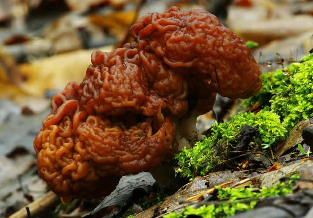 Gyromitra esculenta