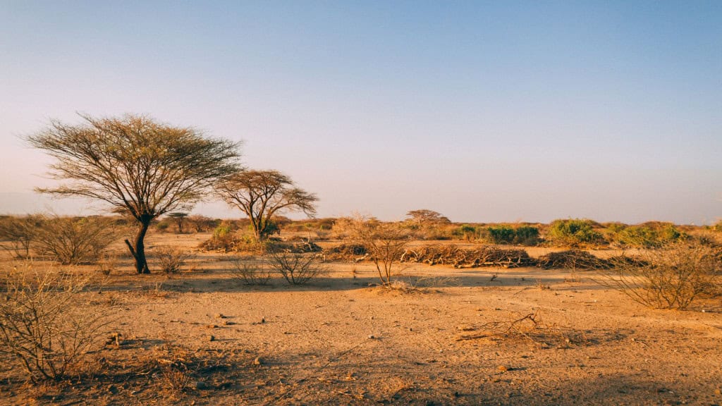 Uma gasta, a outra guarda: como árvores irmãs enfrentam secas na África Na savana africana, duas árvores irmãs encontraram jeitos opostos de enfrentar a seca. Enquanto uma gasta toda a água que consegue e acelera o crescimento mesmo sob o sol escaldante, a outra reduz o ritmo, fecha as folhas e tenta resistir o máximo possível. Agora, cientistas descobriram que essa diferença de comportamento está escrita nos próprios genes dessas plantas. Duas árvores em paisagem na savana da África